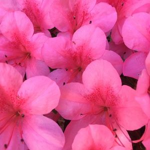 Meet your Posher, Liz